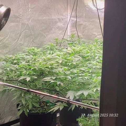 Mexy growlog timeline photo