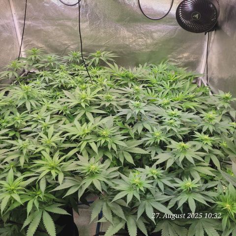 Mexy growlog timeline photo