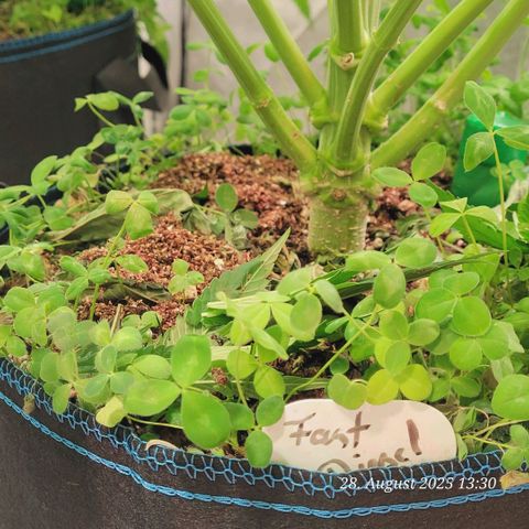 Mexy growlog timeline photo