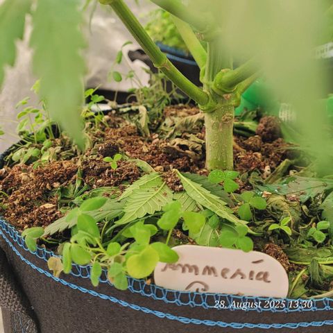 Mexy growlog timeline photo