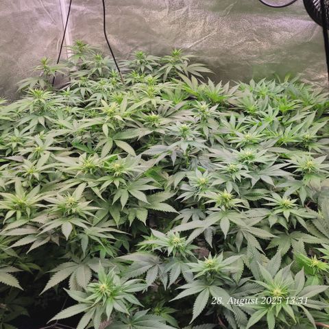 Mexy growlog timeline photo