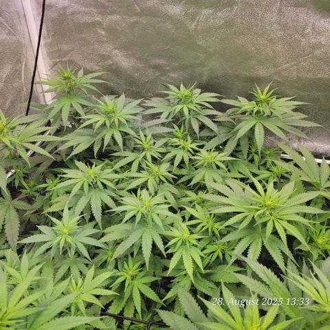 Mexy growlog timeline photo
