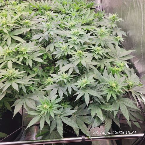 Fast Diesel growlog timeline photo