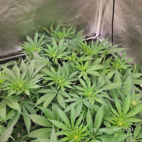Pearly of Jamaica growlog timeline photo