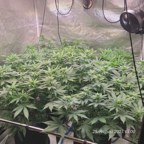 Mexy growlog timeline photo