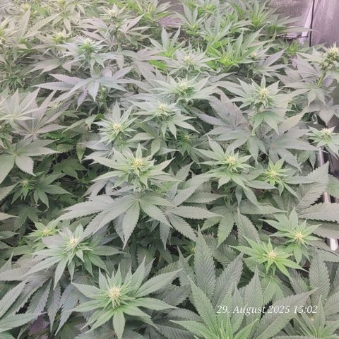 Fast Diesel growlog timeline photo