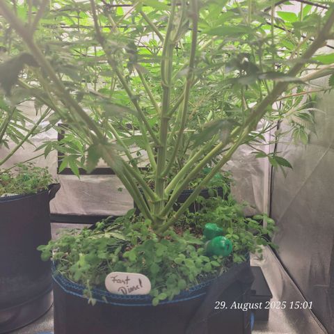 Fast Diesel growlog timeline photo