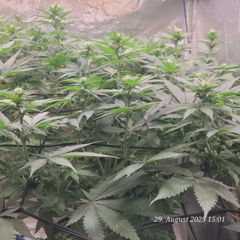Fast Diesel growlog timeline photo