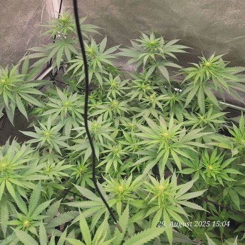Mexy growlog timeline photo