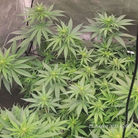 Mexy growlog timeline photo
