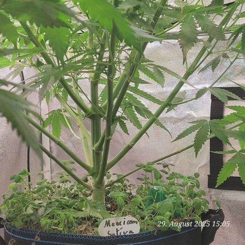 Mexy growlog timeline photo