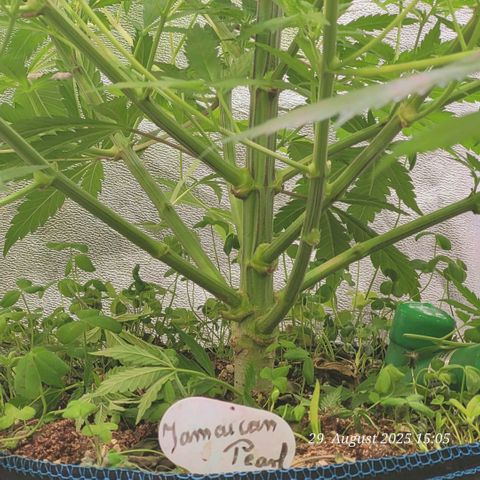 Pearly of Jamaica growlog timeline photo