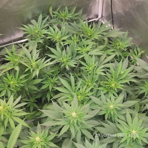 Pearly of Jamaica growlog timeline photo