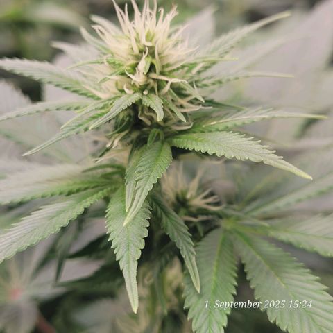 Fast Diesel growlog timeline photo