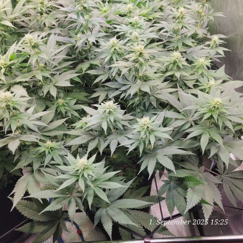 Fast Diesel growlog timeline photo
