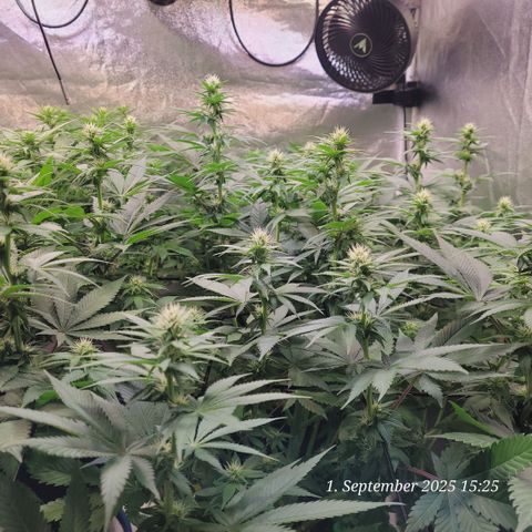 Fast Diesel growlog timeline photo