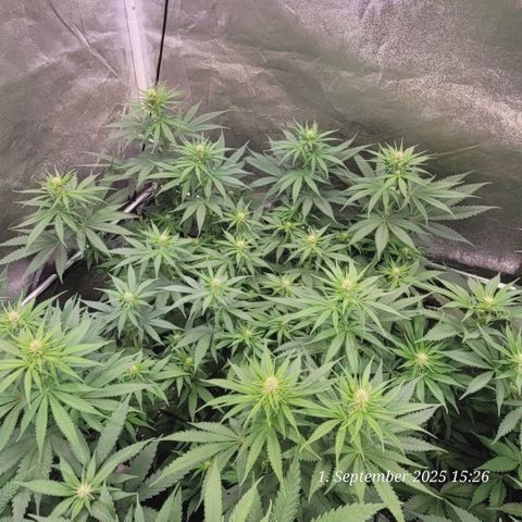 Mexy growlog timeline photo