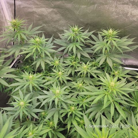 Mexy growlog timeline photo