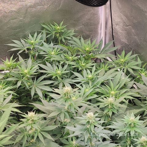 Pearly of Jamaica growlog timeline photo