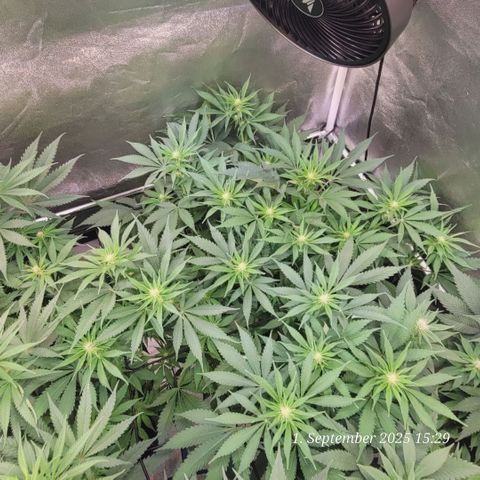 Pearly of Jamaica growlog photo: Blüte Tag 15 heute