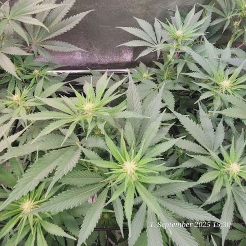 Pearly of Jamaica growlog timeline photo