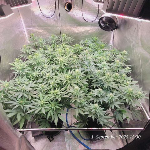 Fast Diesel growlog photo: Blüte Tag 15 heute
