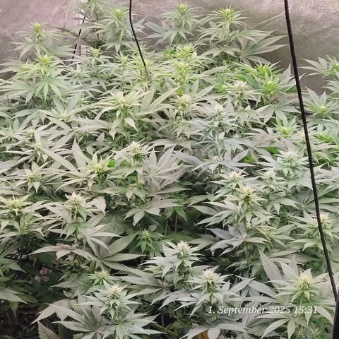 Fast Diesel growlog photo: Blüte Tag 15 heute