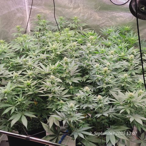 Fast Diesel growlog timeline photo