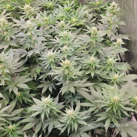 Fast Diesel growlog timeline photo