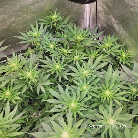 Pearly of Jamaica growlog timeline photo
