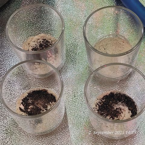 Fast Diesel growlog photo: Ein Glas zum Top Dress für jeden Topf 1 mit frischen Nährstoffen auf die Erde als Zufutter für Bodenbakterien