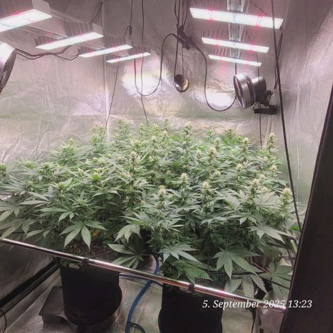 Fast Diesel growlog timeline photo