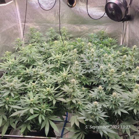 Fast Diesel growlog timeline photo