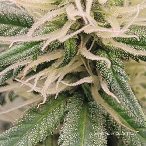 Fast Diesel growlog timeline photo