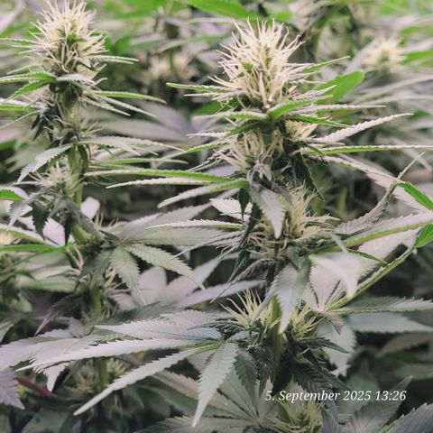 Fast Diesel growlog timeline photo