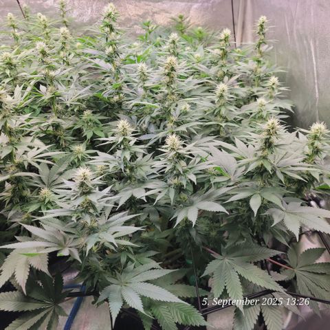 Fast Diesel growlog timeline photo