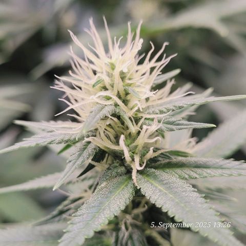 Fast Diesel growlog timeline photo