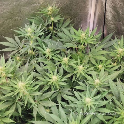 Pearly of Jamaica growlog timeline photo