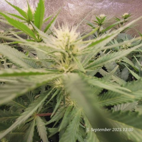 Pearly of Jamaica growlog timeline photo