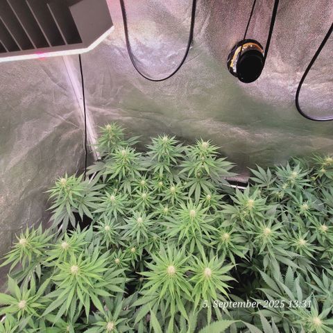 Mexy growlog timeline photo