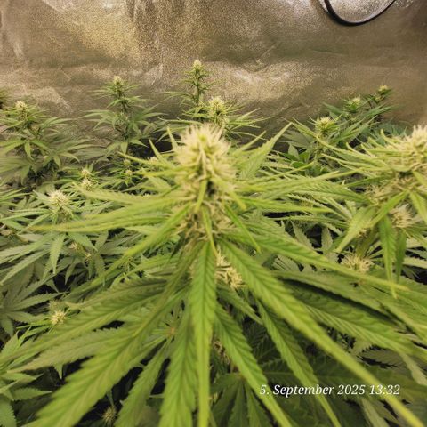 Mexy growlog timeline photo