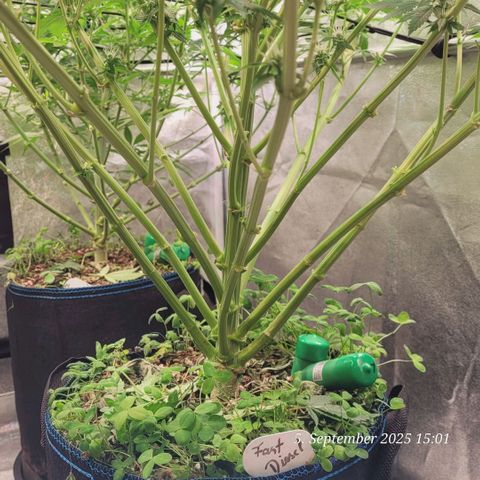 Fast Diesel growlog timeline photo