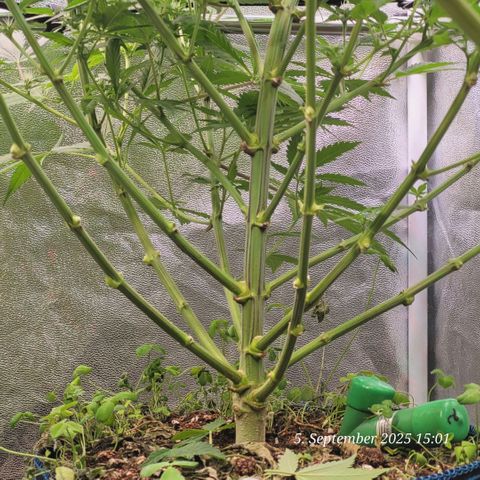 Pearly of Jamaica growlog timeline photo