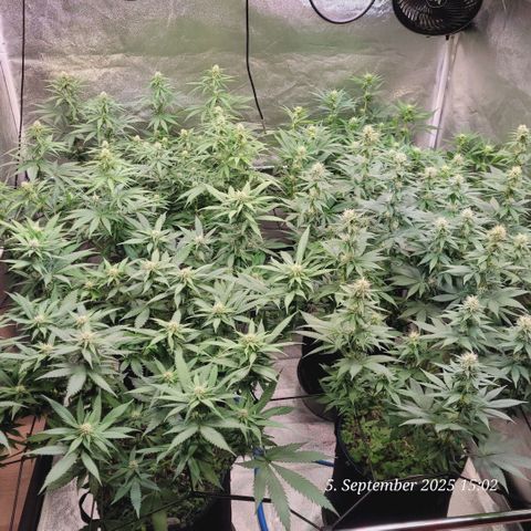 Fast Diesel growlog timeline photo