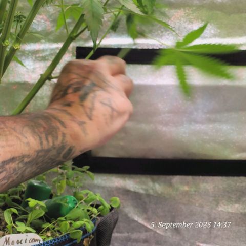 Mexy growlog photo: Beim Lollipoppen und Gizmo passt auf den Schnitt auf 