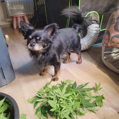 Mexy growlog photo: Beim Lollipoppen und Gizmo passt auf den Schnitt auf 