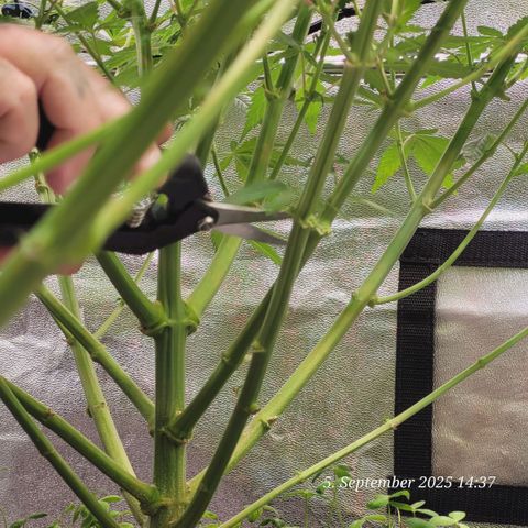 Mexy growlog photo: Beim Lollipoppen und Gizmo passt auf den Schnitt auf 