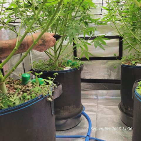 Mexy growlog photo: Beim Lollipoppen und Gizmo passt auf den Schnitt auf 