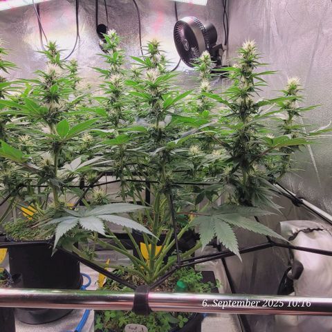Fast Diesel growlog timeline photo
