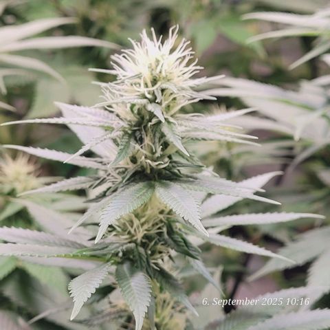 Fast Diesel growlog timeline photo